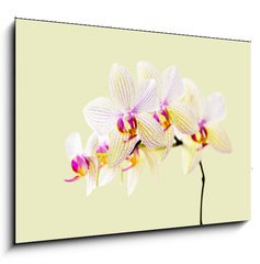 Obraz   Orchide, 100 x 70 cm