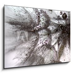 Obraz   TARAXACUM. DIENTE DE LEN, 100 x 70 cm