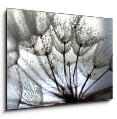 Obraz   TARAXACUM. DIENTE DE LEN, SEMILLAS EN DISPERSIN, POLINIZACIN., 100 x 70 cm