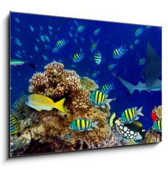 Obraz 1D - 100 x 70 cm F_E196736176 - colorful wide underwater coral reef panorama banner background with many fishes turtle and marine life / Unterwasser Korallenriff breit Hintergrund