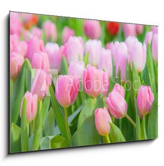 Obraz 1D - 100 x 70 cm F_E197459924 - Tulip Flower in the Garden.,Nature background.