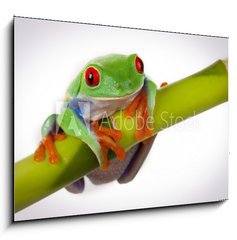 Sklenn obraz 1D - 100 x 70 cm F_E19746913 - Bamboo Frog