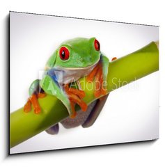 Sklenn obraz 1D - 100 x 70 cm F_E19746913 - Bamboo Frog - Bambusov ba