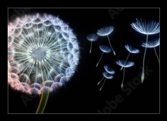 Obraz 1D - 100 x 70 cm F_E200959544 - Pusteblumen vor schwarzem Hintergrund extremes Querformat