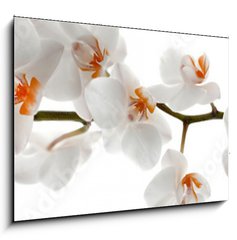 Obraz 1D - 100 x 70 cm F_E201049079 - Orchid branch with flowers