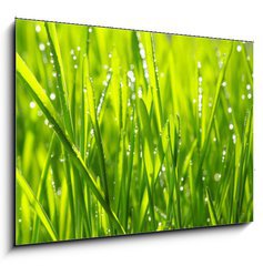 Sklenn obraz 1D - 100 x 70 cm F_E20126936 - grass - trva