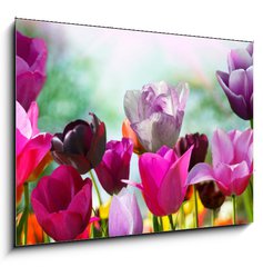 Sklenn obraz 1D - 100 x 70 cm F_E20169360 - Beautiful spring flowers, tulips