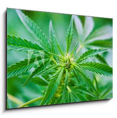 Sklenn obraz 1D - 100 x 70 cm F_E20463346 - Cannabis - Konop