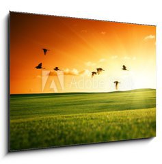 Sklenn obraz 1D - 100 x 70 cm F_E20504008 - field of grass and flying birds