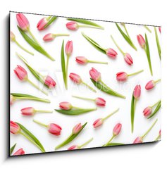 Obraz 1D - 100 x 70 cm F_E205206437 - Pink tulip pattern on the white bacjkground. - Rov Tulipn vzor na blm bacjkground.