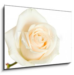 Obraz 1D - 100 x 70 cm F_E2079431 - white rose isolated