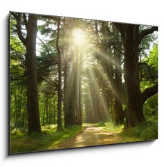 Sklenn obraz 1D - 100 x 70 cm F_E20949064 - Sunlight trough cedars path at Cheverny Chateau park. France - Slunen svtlo po cedrsk cest v zmeckm parku Cheverny. Francie