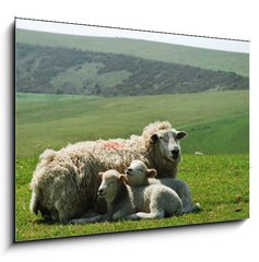 Obraz 1D - 100 x 70 cm F_E21163445 - Ewe and lambs