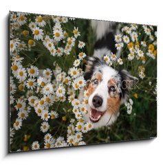 Sklenn obraz 1D - 100 x 70 cm F_E215121166 - A happy dog in flowers. The pet is smiling. Field Camomiles. The Astralian Shepherd Tricolor