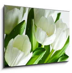 Sklenn obraz 1D - 100 x 70 cm F_E21581948 - White Tulips - Bl tulipny