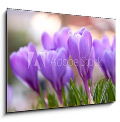 Obraz 1D - 100 x 70 cm F_E21779067 - Violet Crocuses in the garden