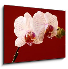 Obraz 1D - 100 x 70 cm F_E21806179 - orchid on red background