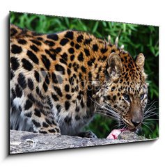 Sklenn obraz 1D - 100 x 70 cm F_E22387623 - Amur Leopard eating meat - Amur Leopard jst maso