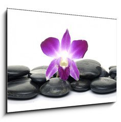 Obraz   Purple orchid and black stones, 100 x 70 cm