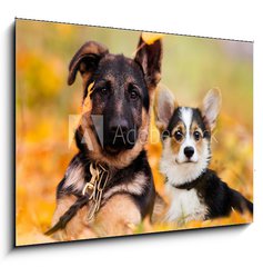 Obraz 1D - 100 x 70 cm F_E230586450 - puppy german shepherd and welsh corgi in autumn leaves