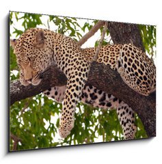 Sklenn obraz 1D - 100 x 70 cm F_E23087097 - Leopard sleeping on the tree - Leopard sp na stromu