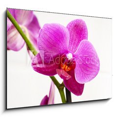 Obraz 1D - 100 x 70 cm F_E23400240 - orchid