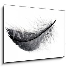 Obraz 1D - 100 x 70 cm F_E234006556 - Single black floating feather on white background.