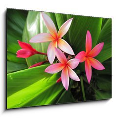 Sklenn obraz 1D - 100 x 70 cm F_E23491751 - Plumeria flowers