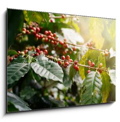 Obraz 1D - 100 x 70 cm F_E235909488 - Fresh coffee beans on bunch trees.