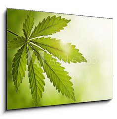 Sklenn obraz 1D - 100 x 70 cm F_E23639957 - Cannabis leaf - List konop