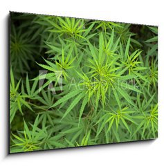 Sklenn obraz 1D - 100 x 70 cm F_E23726779 - Cannabis