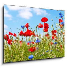 Sklenn obraz 1D - 100 x 70 cm F_E23892444 - blumenwiese