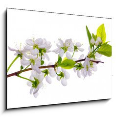 Sklenn obraz 1D - 100 x 70 cm F_E24127573 - white cherry blossom close-up - bl teov kvt zavt