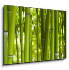 Obraz 1D - 100 x 70 cm F_E24255297 - Bambus Bamboo 06