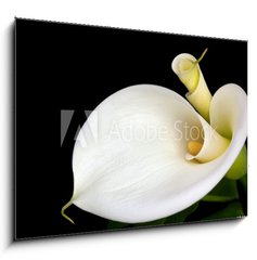 Sklenn obraz 1D - 100 x 70 cm F_E24523034 - Calla Lilies