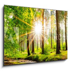 Obraz 1D - 100 x 70 cm F_E245602125 - Beautiful forest panorama in spring with bright sun shining through the trees - Krsn lesn panorama na jae s jasnm sluncem prosvtajcm mezi stromy