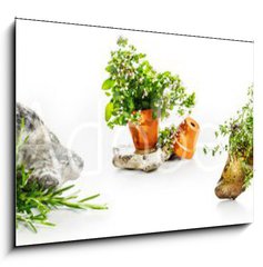 Obraz 1D - 100 x 70 cm F_E247543142 - Marjoram, oregano, rosemary garden herbs set
