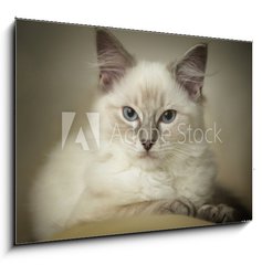 Sklenn obraz 1D - 100 x 70 cm F_E24974948 - 16 week old ragdoll kitten - 16 tdn star ragdoll kot