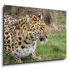 Obraz 1D - 100 x 70 cm F_E2526283 - leopard