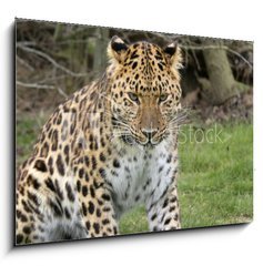 Sklenn obraz 1D - 100 x 70 cm F_E2526308 - focused leopard