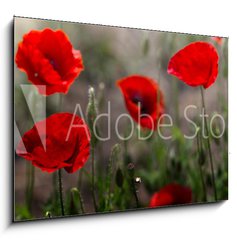 Sklenn obraz 1D - 100 x 70 cm F_E254517671 - Red poppy on green weeds field. Poppy flowers.Close up poppy head. red poppy. Papaver rhoeas - erven mk na poli zelenho plevele. Kvty mku. Zavete hlavu mku. erven mk. Papaver rhoeas