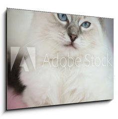 Obraz 1D - 100 x 70 cm F_E25561963 - 4 month old ragdoll kitten in colour - 4 msce star ragdoll kot v barv