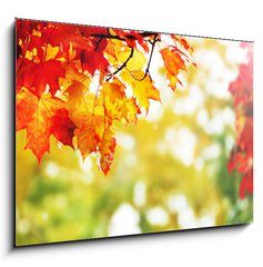 Obraz 1D - 100 x 70 cm F_E25605825 - beautiful colorful autumn  leaves in the park