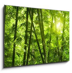 Sklenn obraz 1D - 100 x 70 cm F_E25655777 - Bamboo forest.