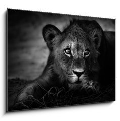 Sklenn obraz 1D - 100 x 70 cm F_E26051475 - Young lion portrait - Portrt mladho lva