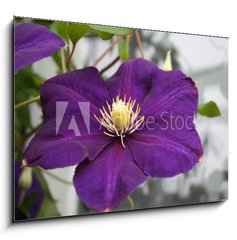 Sklenn obraz 1D - 100 x 70 cm F_E2618623 - violet flower