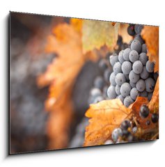Obraz 1D - 100 x 70 cm F_E26469796 - Lush, Ripe Wine Grapes with Mist Drops on the Vine - Sv, zral vinn hrozny s mlhou kles na vinici