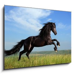 Obraz   beautiful black horse playing on the field, 100 x 70 cm