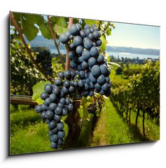 Obraz 1D - 100 x 70 cm F_E26496881 - ripe Purple Grapes