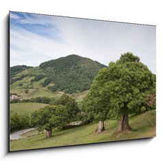 Sklenn obraz 1D - 100 x 70 cm F_E26635270 - Casta os en campi a navarra - Casta osen a navarra